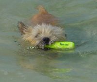 Trapper swimming in the Bahamas