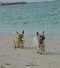 Trapper & Murphy on the beach