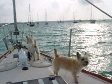 Trapper & Murphy on the boat